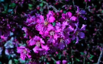 Optimisez vos Performances avec les Outils d’Automatisation OEE